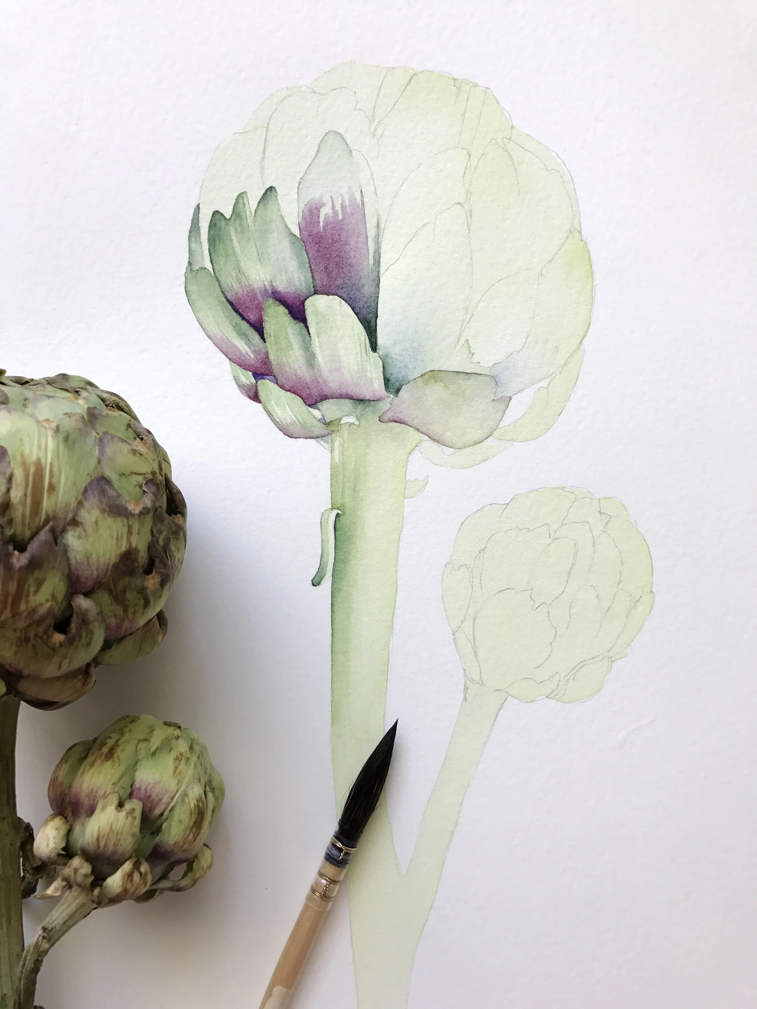 Watercolour painting of a green and purple artichoke in progress, with fresh artichokes placed beside the paper for reference.