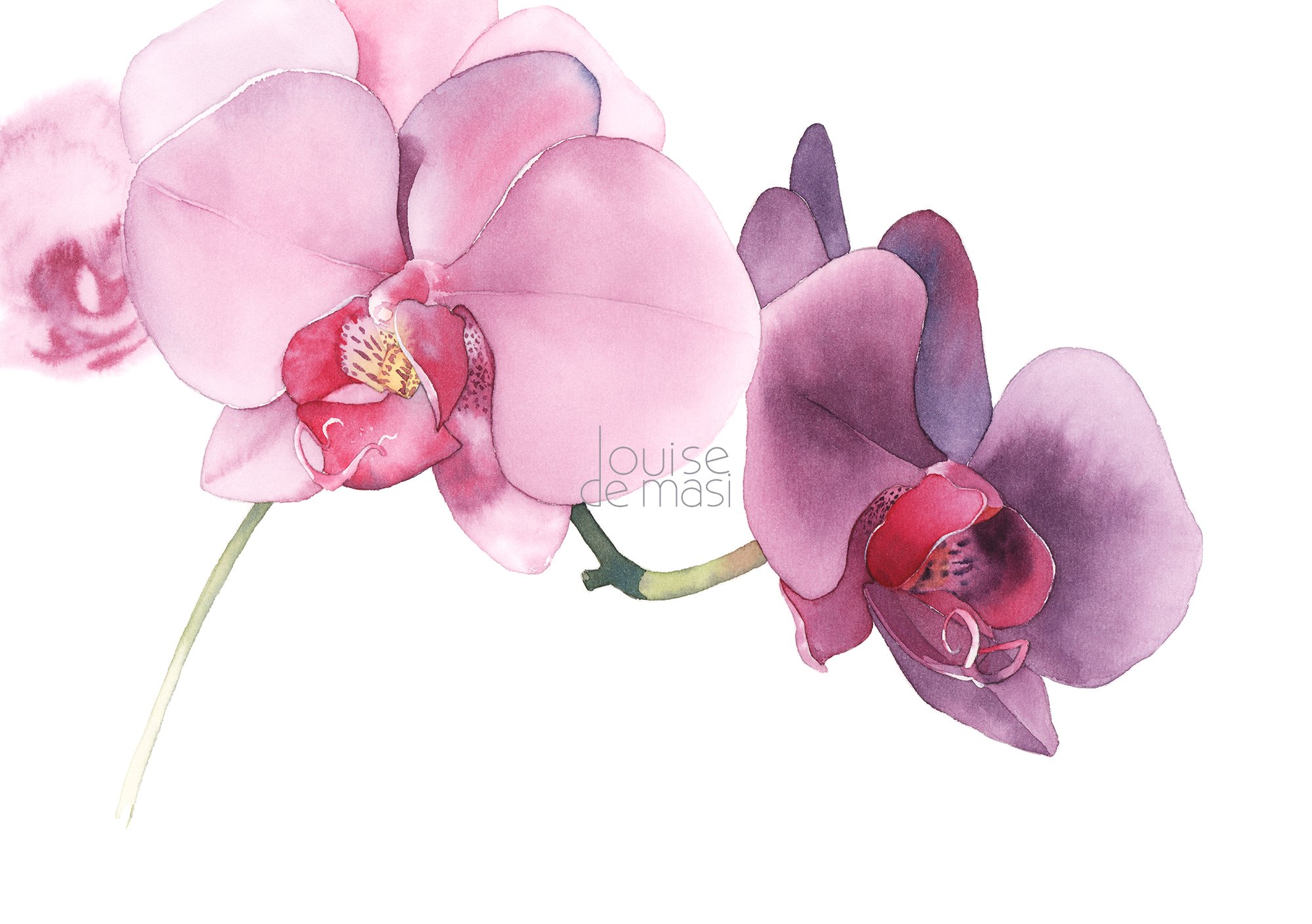 Watercolour painting by Louise De Masi of two phalaenopsis orchids in soft pink and deep purple tones against a white background.