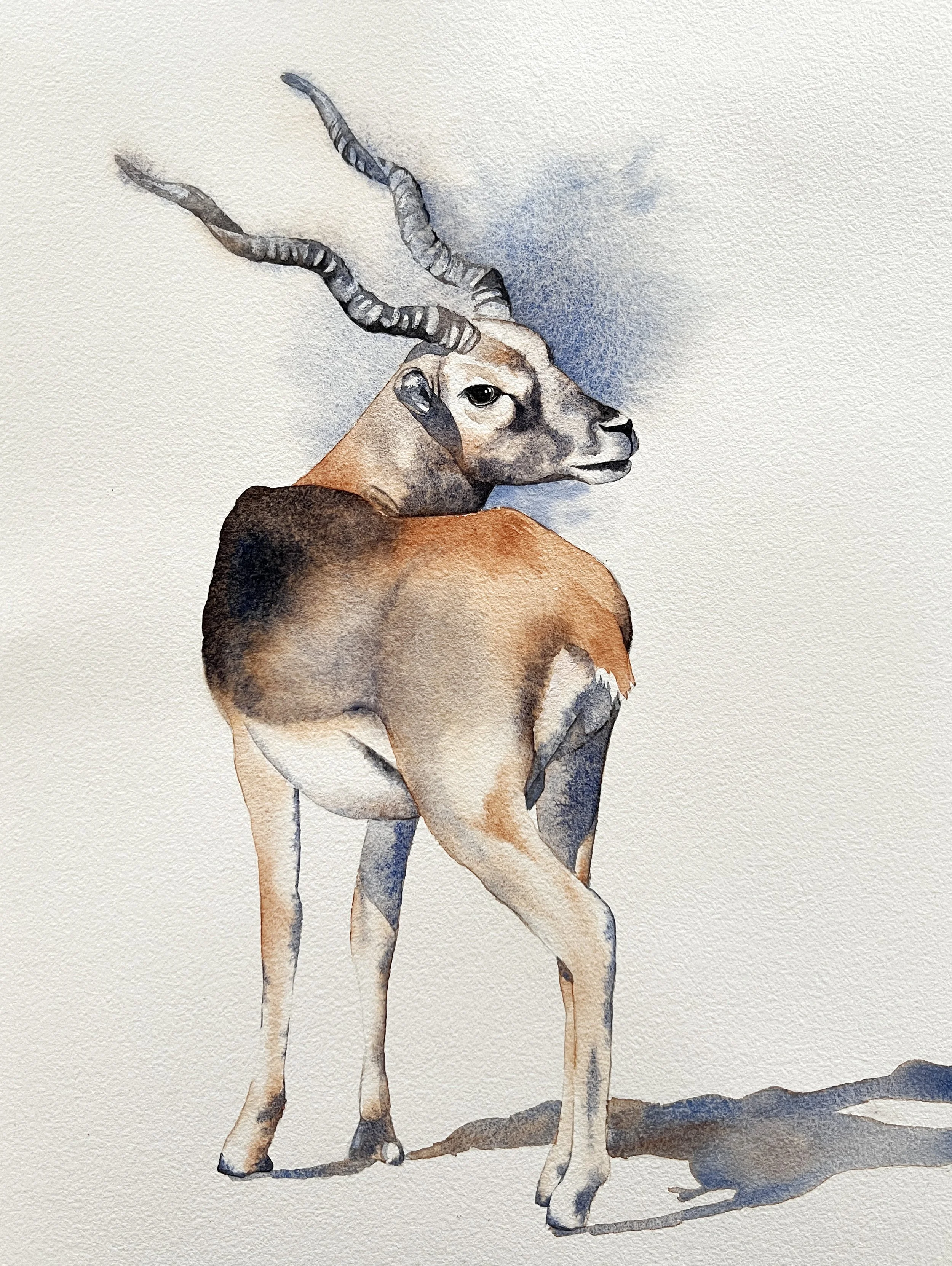 A watercolour painting of a blackbuck antelope turning its head, with spiral horns and soft shading in natural earthy tones.