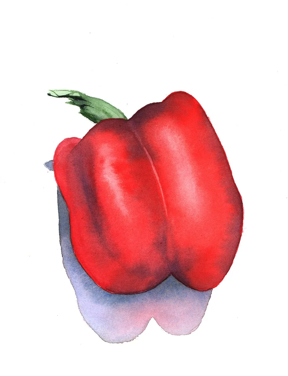 Watercolour painting of a bright red capsicum with soft highlights, deep red shadows and a blue-violet cast shadow on white paper.
