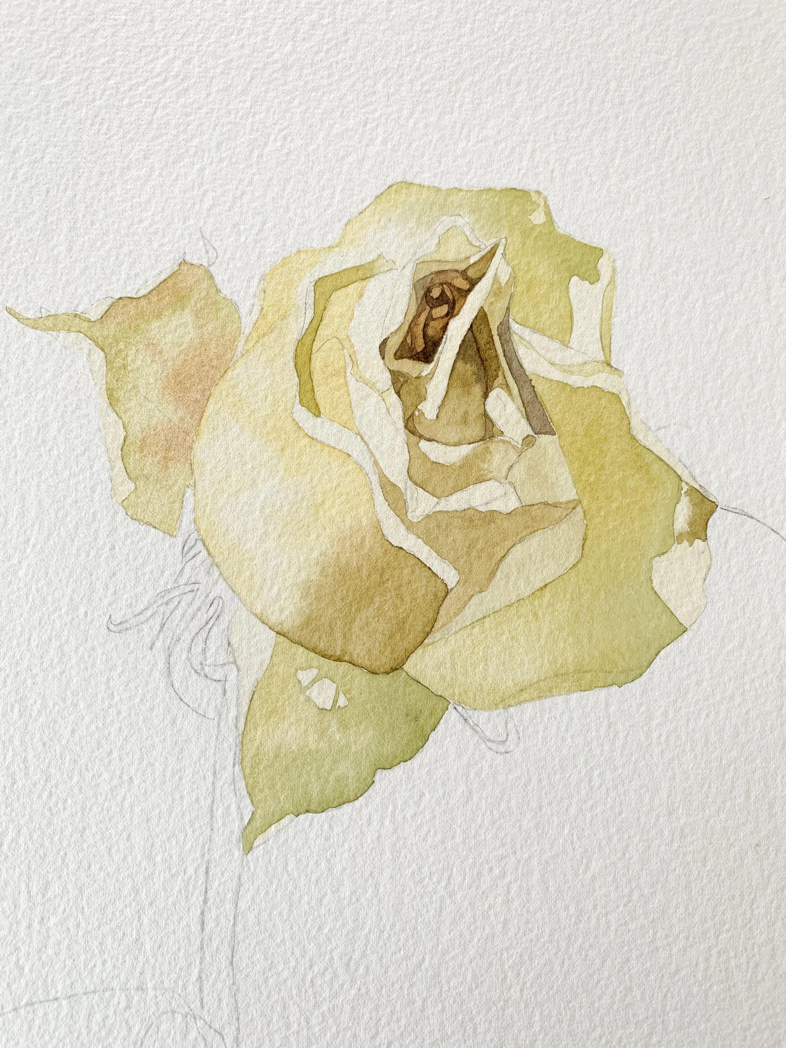 Watercolour rose in progress with pale initial washes and darker values beginning to define the petals.
