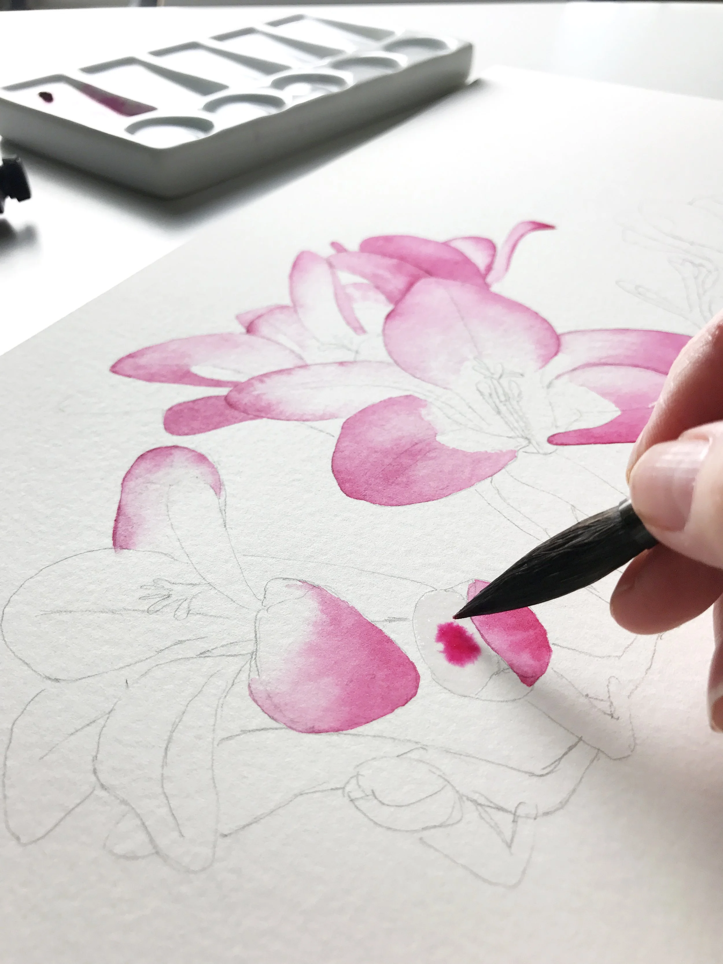 Artist painting bright pink petals of a floral watercolour using a pointed round brush on outlined sketch.