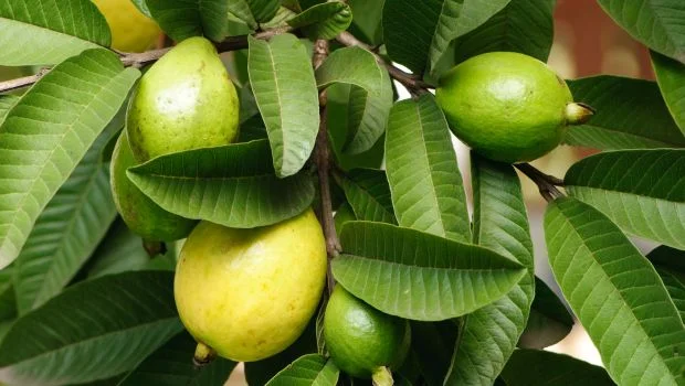 guava-620_620x350_71479894974.jpg