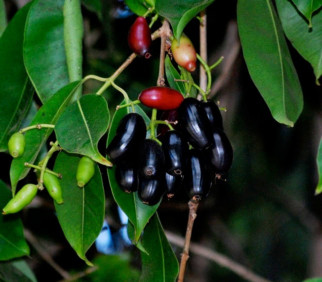 java_plum.jpg