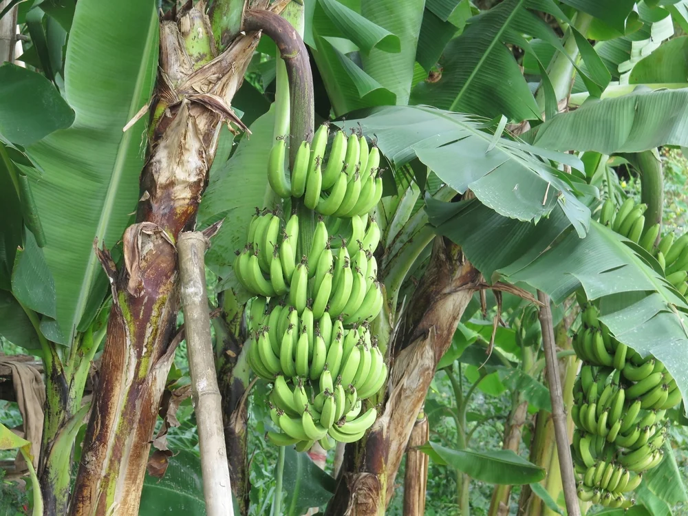 where-do-banana-trees-grow.jpg