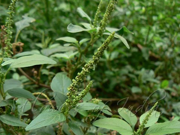 Prickly Amaranth.jpg