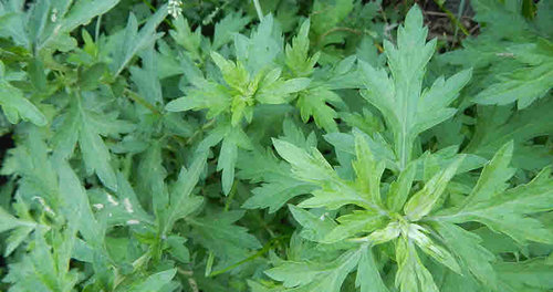 Artemisia vulgaris mugwort.jpg