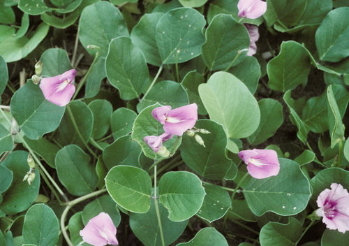 What Plants are used for Smoking? 7 7163635406_4021ed597f_b.jpg