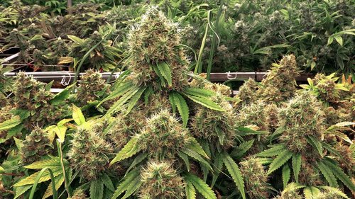 Cannabis THC and CBD