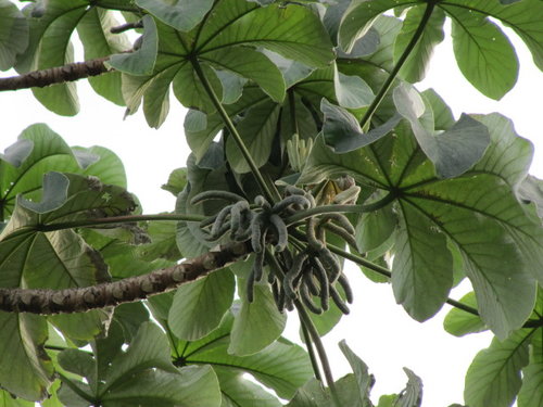 What Plants are used for Smoking? 23 image asset