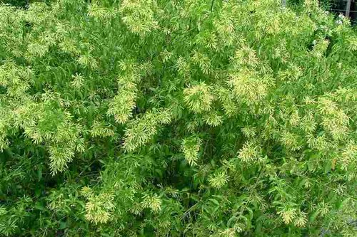 What Plants are used for Smoking? 8 cestrumnocturnum24.jpg