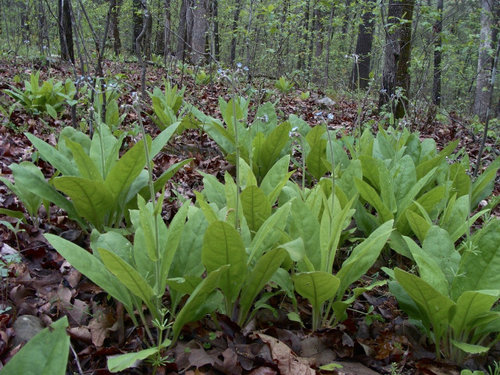 Cynoglossum virginianum