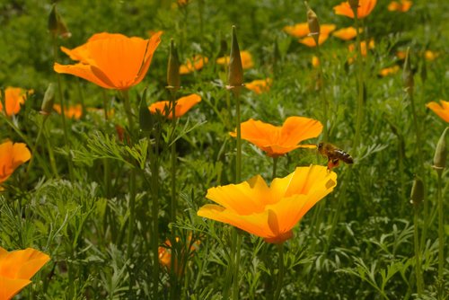 Eschscholzia californica ~ “California Poppy”