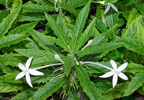 What Plants are used for Smoking? 18 originario_della_giamaica_l_hippobroma_longiflora_si_e_naturalizzato_ai_tropici_come_pianta_ornamentale.jpg