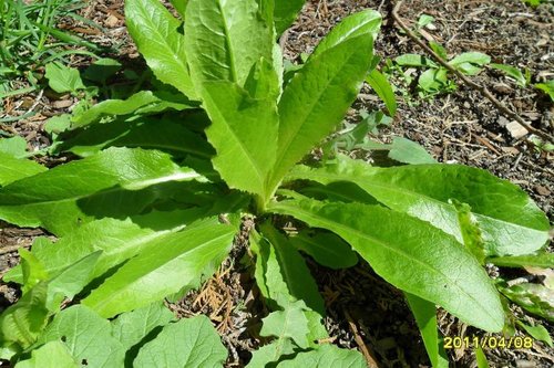 What Plants are used for Smoking? 19 LactucaVirosaPic.jpg