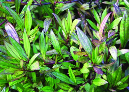 What Plants are used for Smoking? 27 Laggera-alata-D.-Don-Sch.-Bip.-ex-Oliv.-1.jpg
