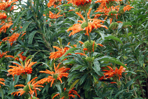 What Plants are used for Smoking? 12 1280px-Kirstenbosch-024.jpg