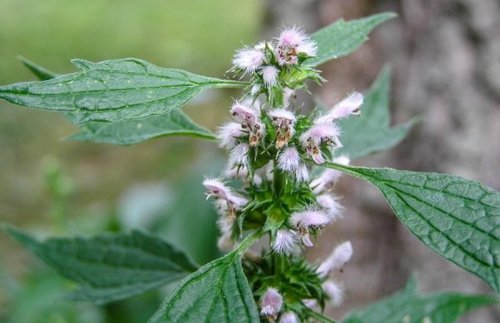 What Plants are used for Smoking? 28 motherwort-600x387.jpg