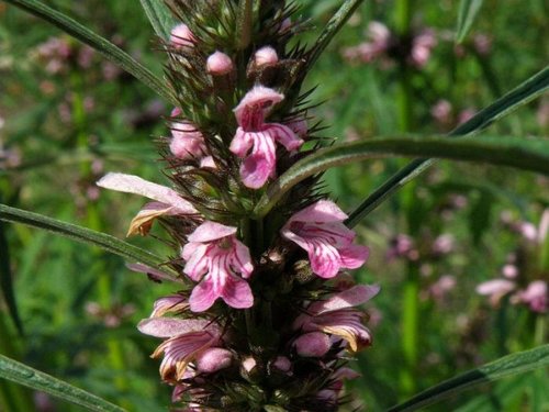 What Plants are used for Smoking? 13 leonurus_sibiricus_3.jpg