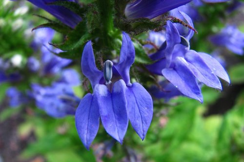 What Plants are used for Smoking? 21 Lobelia_siphilitica_2_nbrcg_wi_2x3_1024x1024.jpg