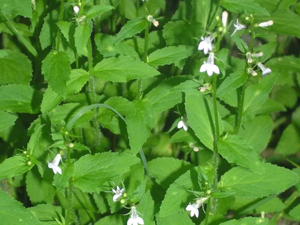 lobelia-inflata-le-bpatterson.jpg