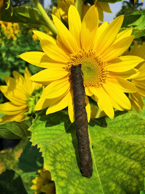 Sunflower Blunt Wraps