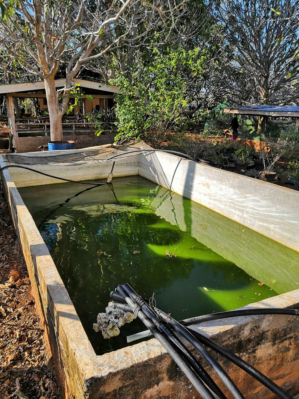 Our Latest Farming Project 5 Talapia