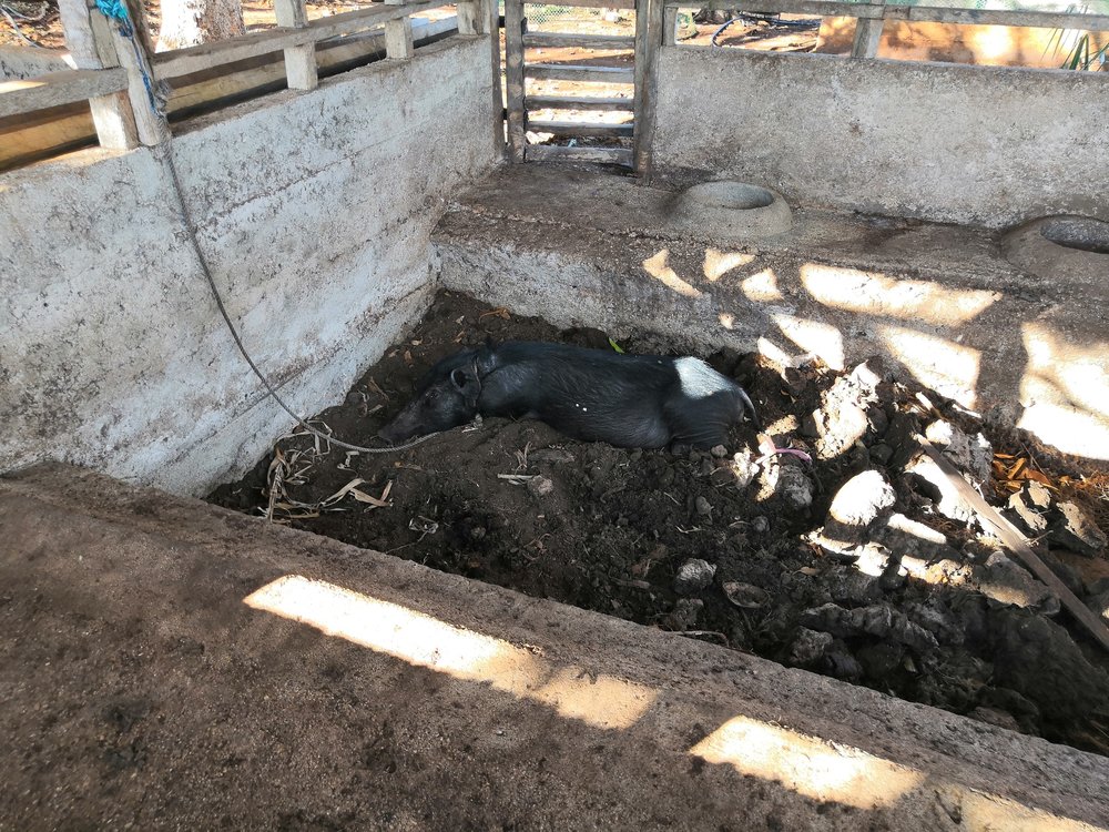 Our Latest Farming Project 7 Organic Pig