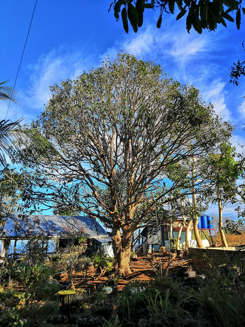 Our Latest Farming Project 11 Beautiful Mango Tree