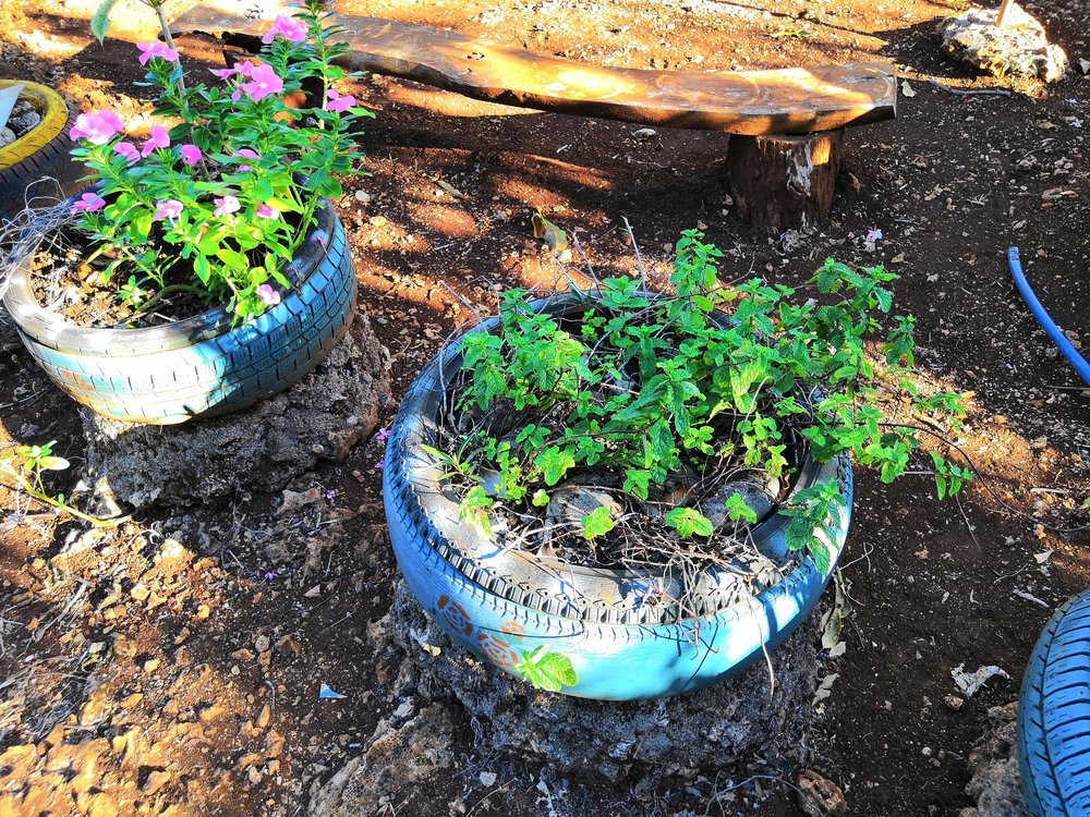 Our Latest Farming Project 12 Mint