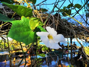 Our Latest Farming Project 33 This vine is still hanging in there!