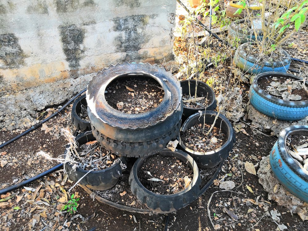 Our Latest Farming Project 14 More Dead Herbs