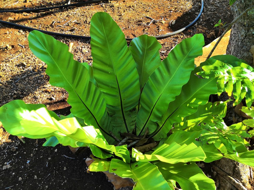 Our Latest Farming Project 17 One of the Few Green Plants