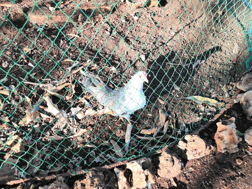 Our Latest Farming Project 19 Small Native Chicken