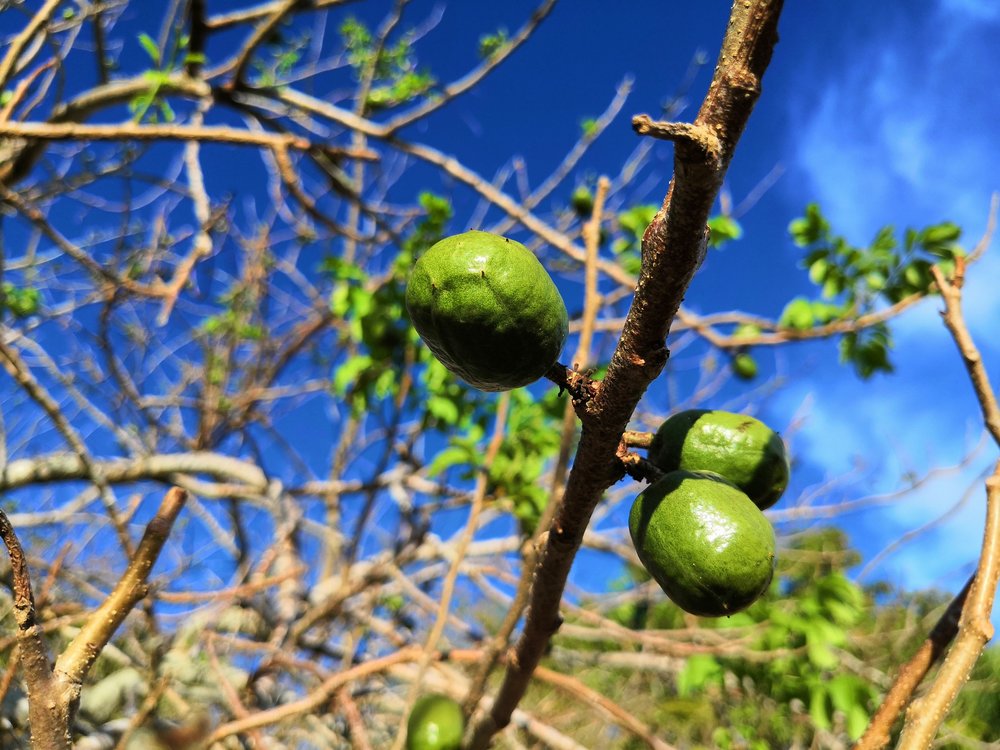 Our Latest Farming Project 20 Sineguelas