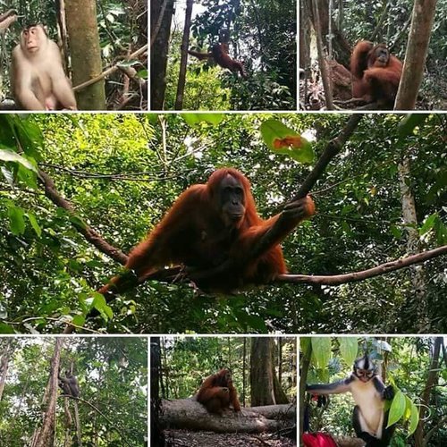 Indonesian jungle tours - Save the Orangutan 
