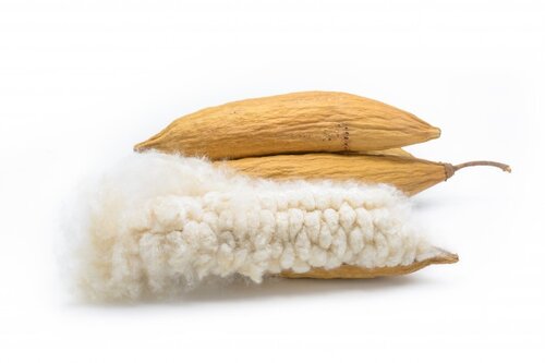 How to Use our Kapok Fiber Filters 3 Kapok Tree Seed Pods and Fiber