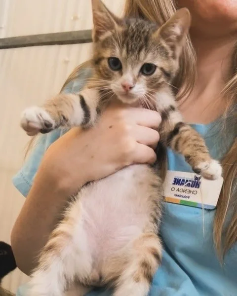 kitten szn 🐾 @sbhumane