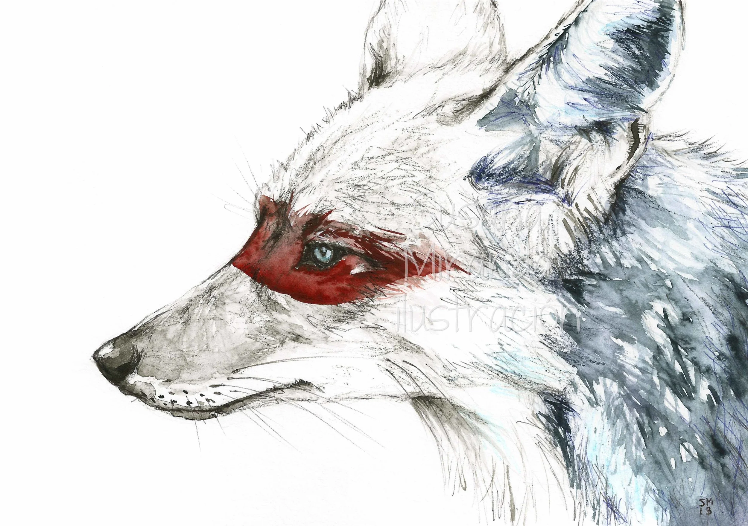 Coyote MA.jpg