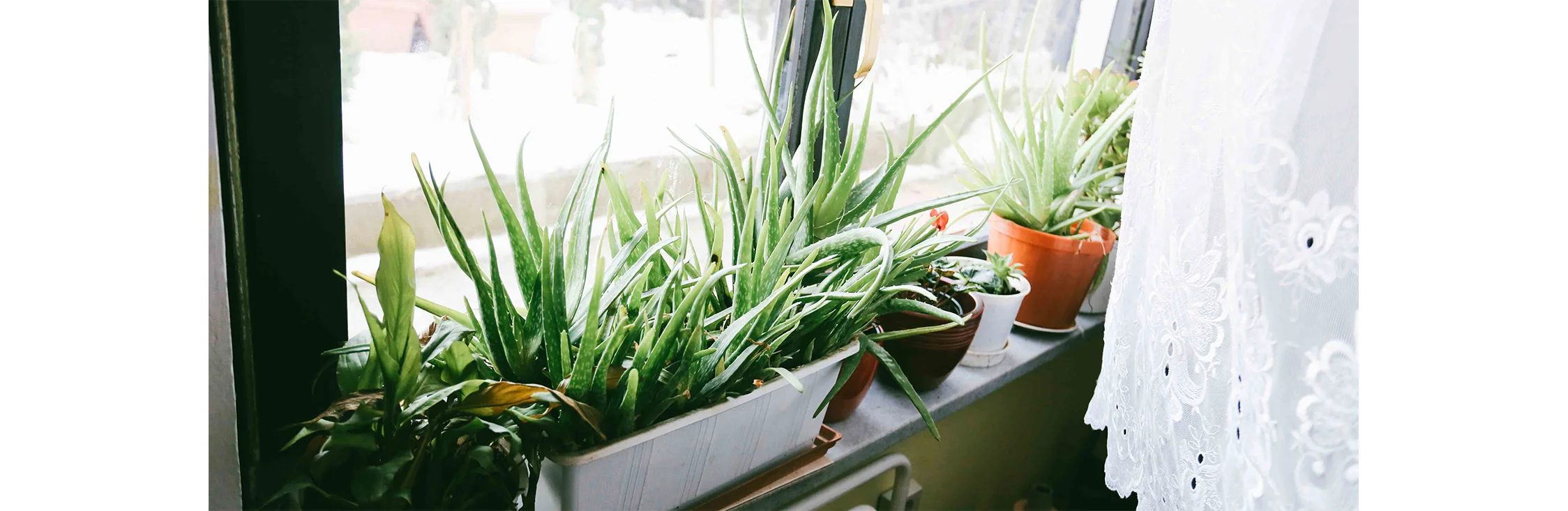 aloevera1.jpg