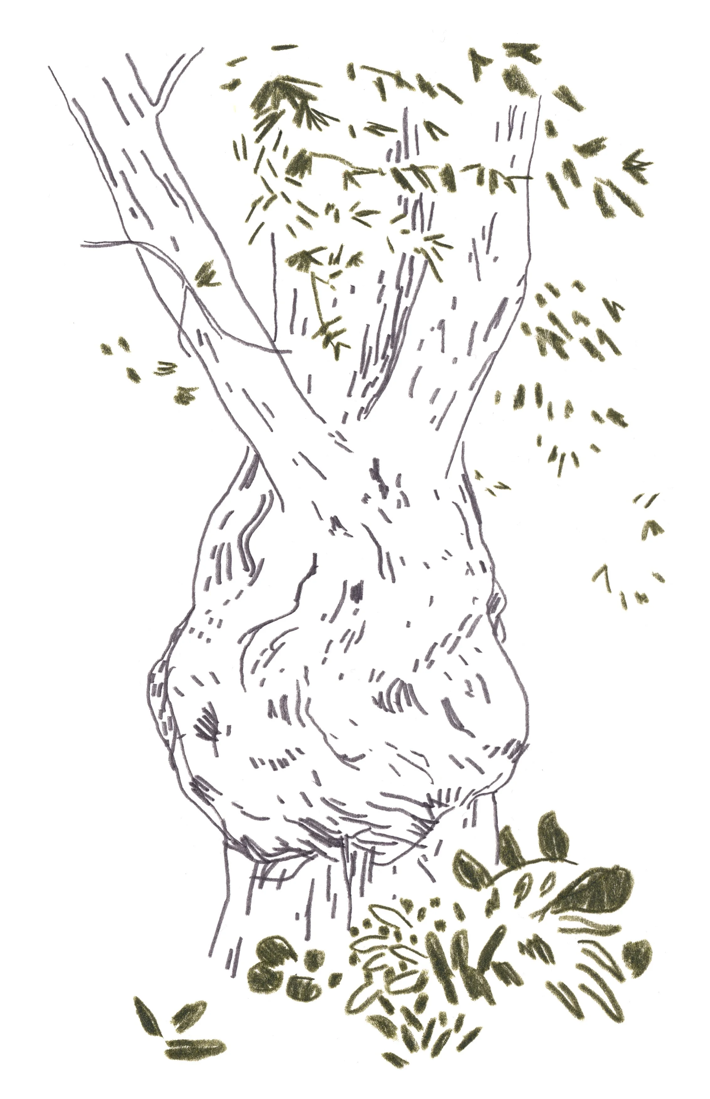 Tree.jpg