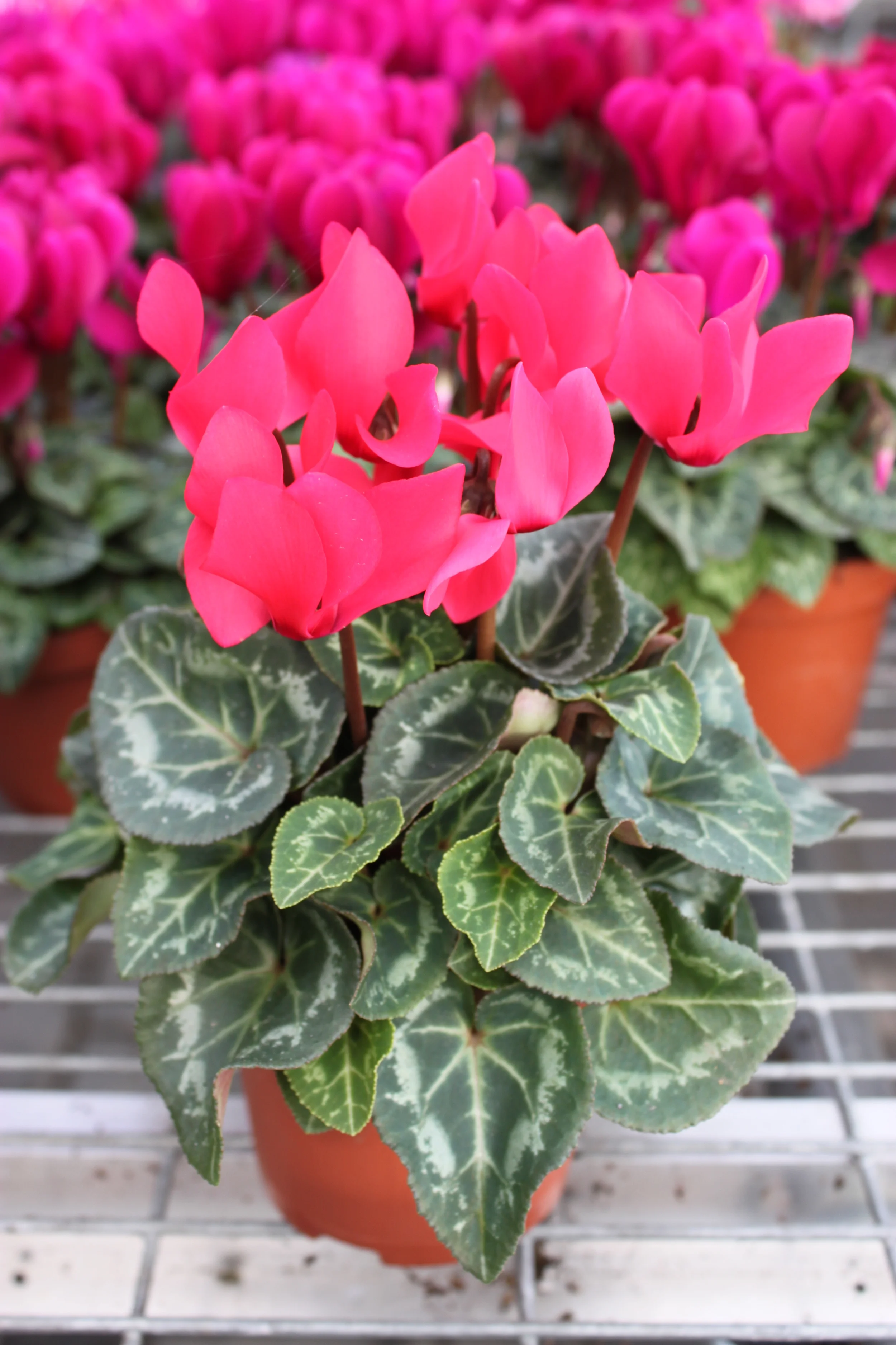 Cyclamen
