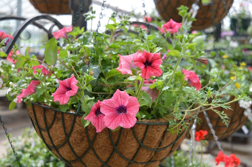 Hanging baskets