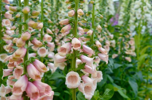 Foxglove