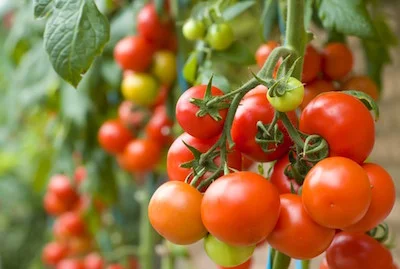 Tomato plant