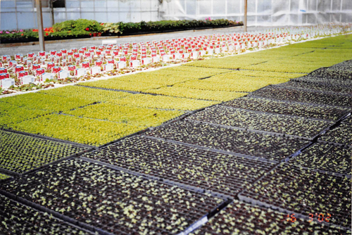 Thousands of seedlings are starting to show through...