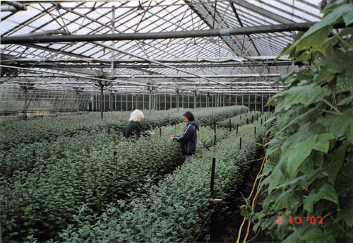 Steph and Sue pruning the young Chrysanthemum plants.
