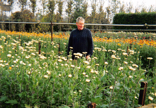 Willie in the Chrysanthemum fields, as they come into bloom