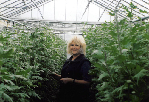 Some Chrysanths even grow taller than people!