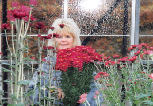 Sue cutting the blooms ready to sell as cut flowers.